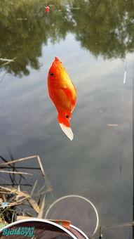 娱乐吃瓜酱飞鸟与鱼