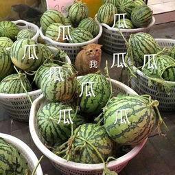 吃瓜娱乐间时团